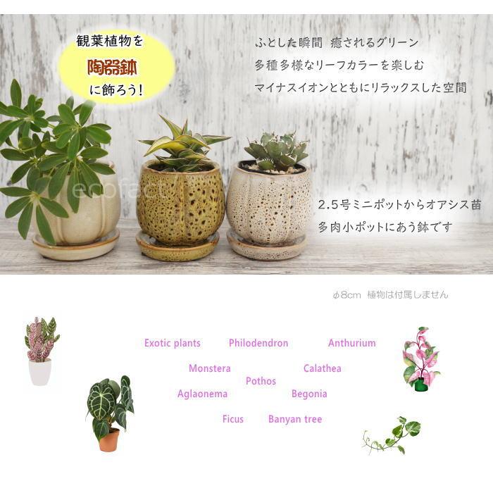  クイッズウェアープラントポット 植木鉢 おしゃれ 陶器鉢 フラワーポット ミニポット 底穴あり