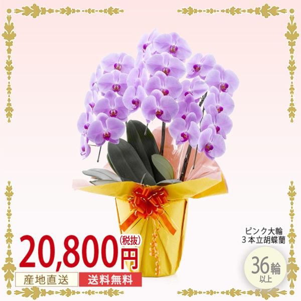 Seal限定商品 胡蝶蘭 ピンク大輪 ３本立ち ３６輪以上 華やか 豪華 ギフト 御祝い 誕生日 開店祝い 出産祝い 当選祝い 引越祝い 花 アレンジ 鉢植え 1pp0312 キングスガーデン 通販 Yahoo ショッピング 早割クーポン M Mahdi Net
