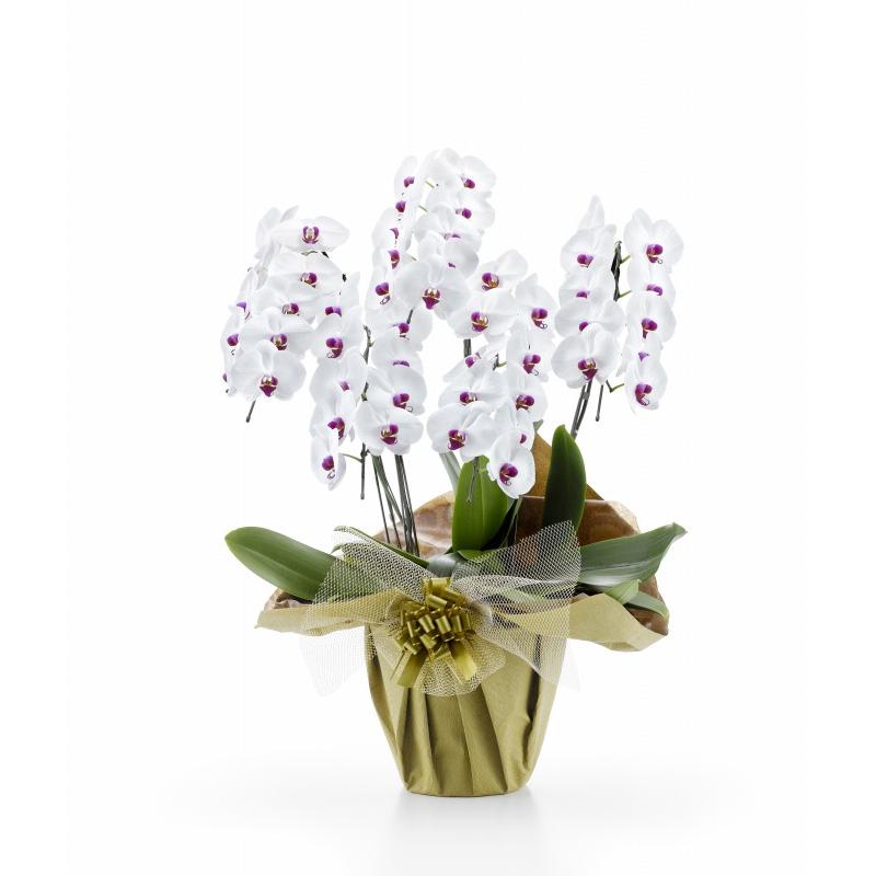 胡蝶蘭　5本立ち　白赤　大輪　50輪以上　豪華　華やか　ギフト　御祝い　開業祝い　就任祝い　周年祝い　設立祝い　生花　鉢植え　フラワーアレンジ
