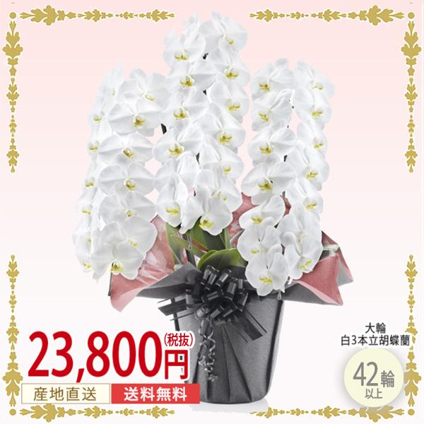海外最新 胡蝶蘭 3本立ち 白 大輪 42輪以上 華やか 豪華 ギフト 御祝い 誕生日 開店祝い 出産祝い 当選祝い 開業祝い 就任祝い 引越祝い 花 鉢植え 全商品オープニング価格特別価格 Zoetalentsolutions Com
