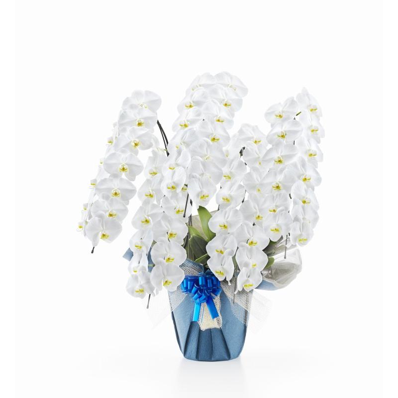 セールsale 胡蝶蘭 5本立ち 白 大輪 65輪以上 華やか 豪華 ギフト