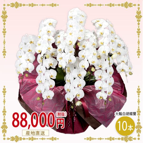 胡蝶蘭 10本立ち 誕生日 白 大輪 当選 豪華 華やか ギフト 御祝い ギフト 設立