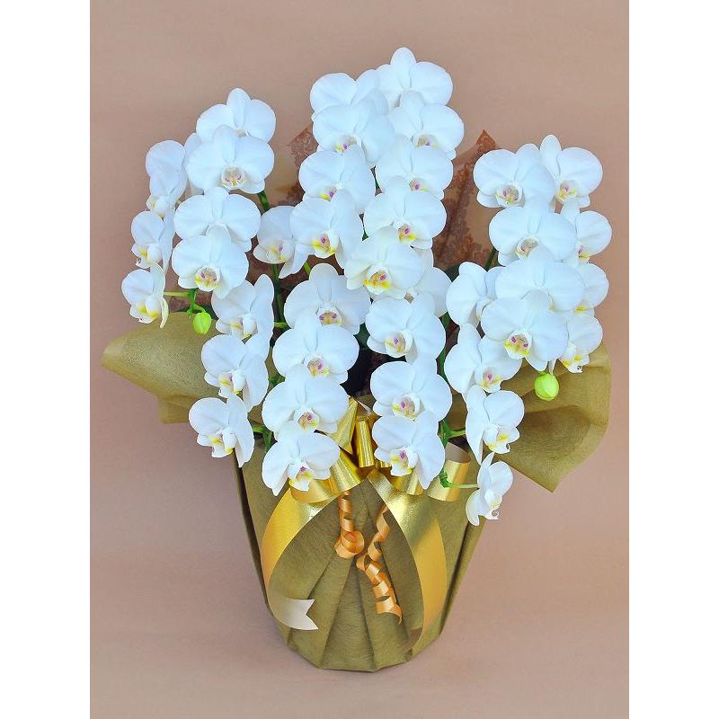 New限定品 胡蝶蘭 白 ミディ ５本立ち ３５輪以上 華やか 可愛い ギフト 御祝い 開業祝い 就任祝い 新築祝い 周年祝い 花 鉢植え 幸福 清純 愛情 お勧め 超大特価 Neighborhauls Com