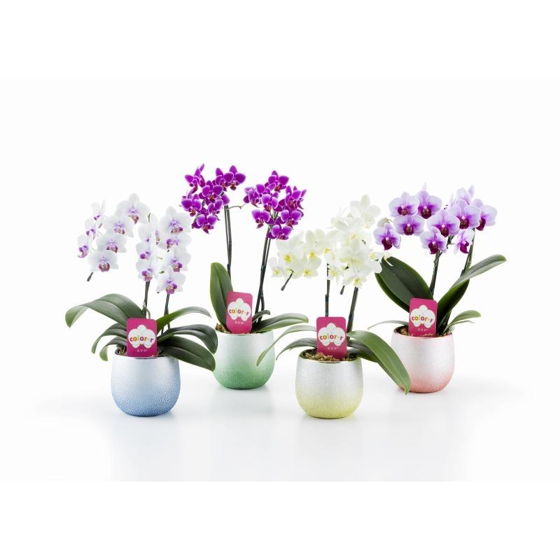 信頼 胡蝶蘭 ミディ ２本立ち キララ鉢 6入本り アレンジ 可愛い 華やか メモリアルギフト 引越祝い 新築祝い お歳暮 花 鉢植え インテリア 限定価格セール Io Eklas Id