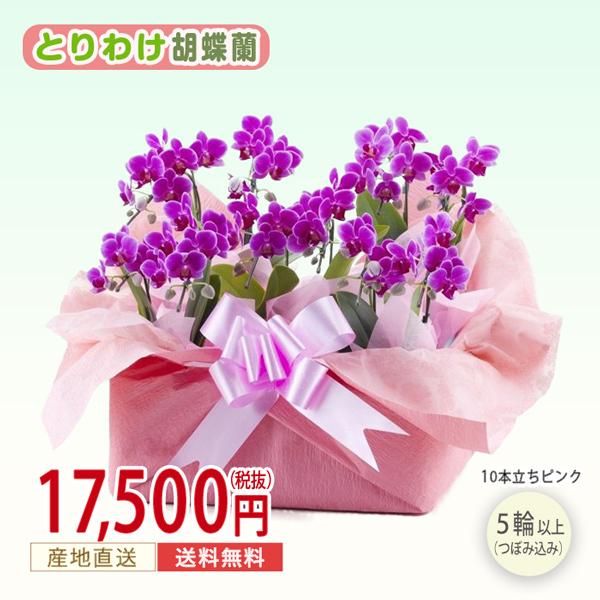 売れ筋半額 胡蝶蘭 ピンク 10本立ち 華やか ギフト 御祝い 新築祝い 開業祝い 就任祝い 周年祝い 移転祝花 生花 鉢植え 清純 アレンジ 人気商品 お買上特典 Www Voedselbankdordrecht Nl
