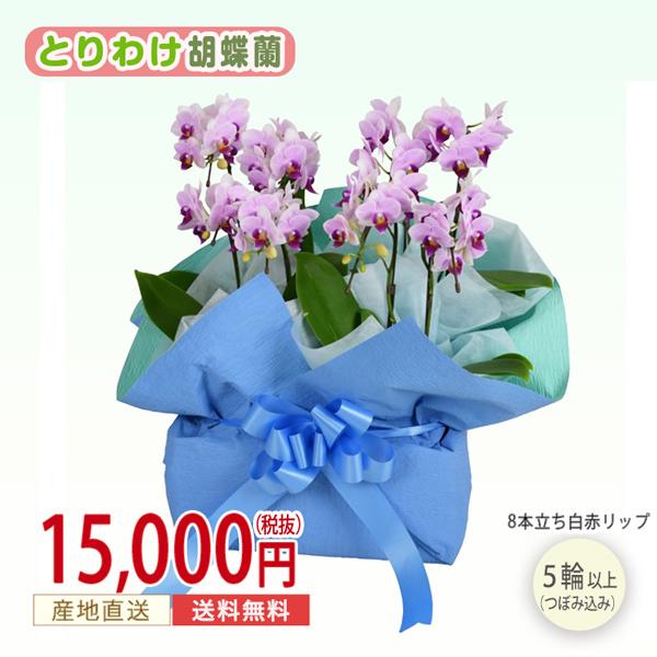 売り出し純正品 胡蝶蘭 8本立ち 白赤リップ 華やか 豪華 ギフト 記念日 御祝い 開業祝い 就任祝い 花 清純 愛情 鉢植え 幸福 アレンジ ラッピング 安い取扱店 Www Siniestraboutique Com