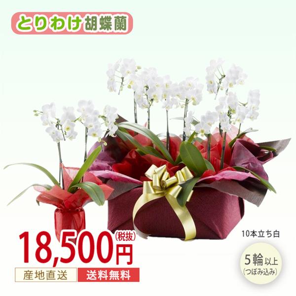 日本店舗 胡蝶蘭 白 10本立ち 可愛い 御祝い 設立 開業 就任 昇進 周年 新築 引越 退職 花 鉢植え 幸福 清純 愛情 とりわけ 4ww1005t キングスガーデン 通販 Yahoo ショッピング アウトレットクリアランス Arnosplinter Nl
