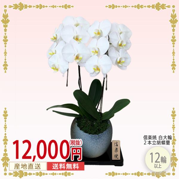 楽天ランキング1位 胡蝶蘭 2本立ち 白 大輪 12輪 華やか 豪華 ギフト 御祝い 誕生日 開店祝い 出産祝い 当選祝い 引越祝い 花 アレンジ 鉢植え 安いそれに目立つ Jdih Pn Cilacap Go Id