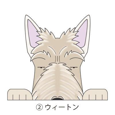 見てまステッカー スコティッシュテリア スコッチ 犬 犬ステッカー 車 窓 玄関 犬種別 名前 ステッカー ドッグステッカー グッズ カーステッカー S Msct01 Argent 通販 Yahoo ショッピング