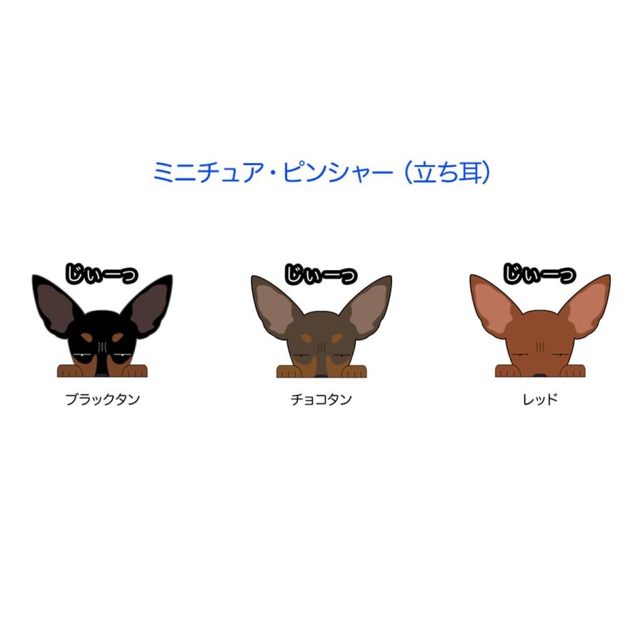 配送員設置送料無料 ミニチュアピンシャー ミニピン 円形文字 カッティングステッカー 断耳 顔 タレ