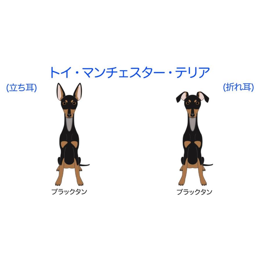 税込 オーナーズグッズ 車で愛犬自慢 トイマンチェスターテリア 立ち耳 折れ耳 犬 犬ステッカー 車 窓 玄関 犬種別 名前 ステッカー カーステッカー グッズ ドッグステッカー Www Threeriversofs Com