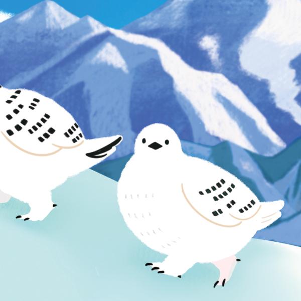 冬柄 ポストカード 雪山のライチョウ / つるかめ本舗 寒中見舞い 野鳥