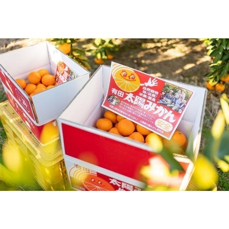 早生みかん 太陽みかん（有田みかん）サイズ：LL（赤秀） 内容量：10kg