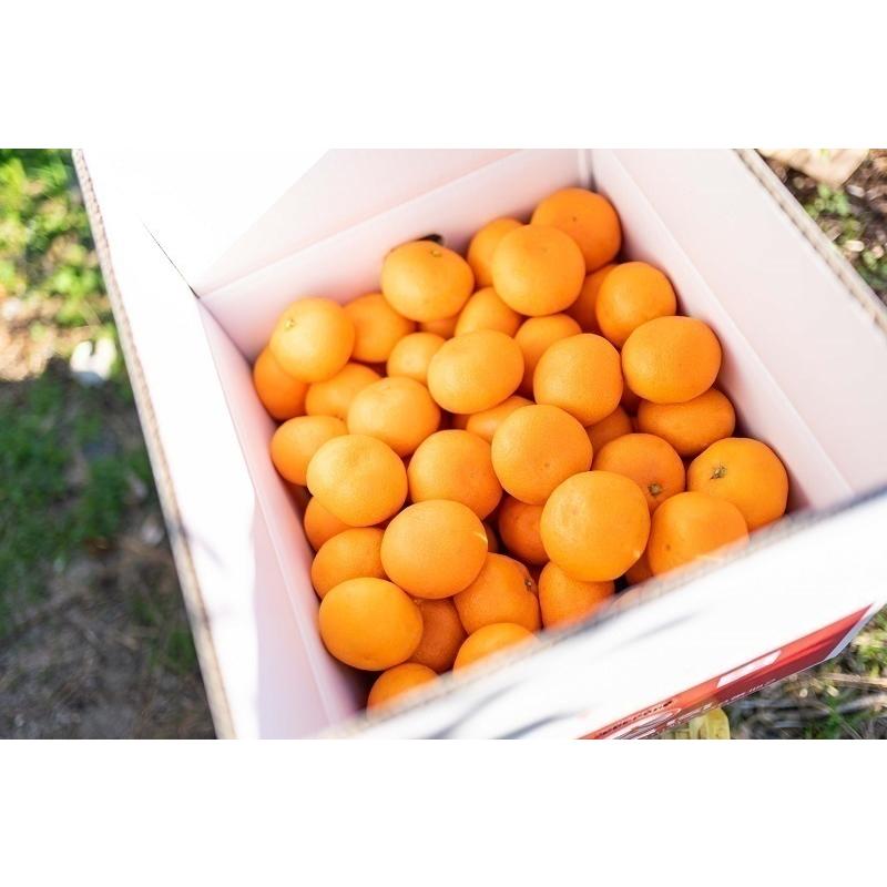 早生みかん 太陽みかん（有田みかん）サイズ：LL（赤秀） 内容量：10kg