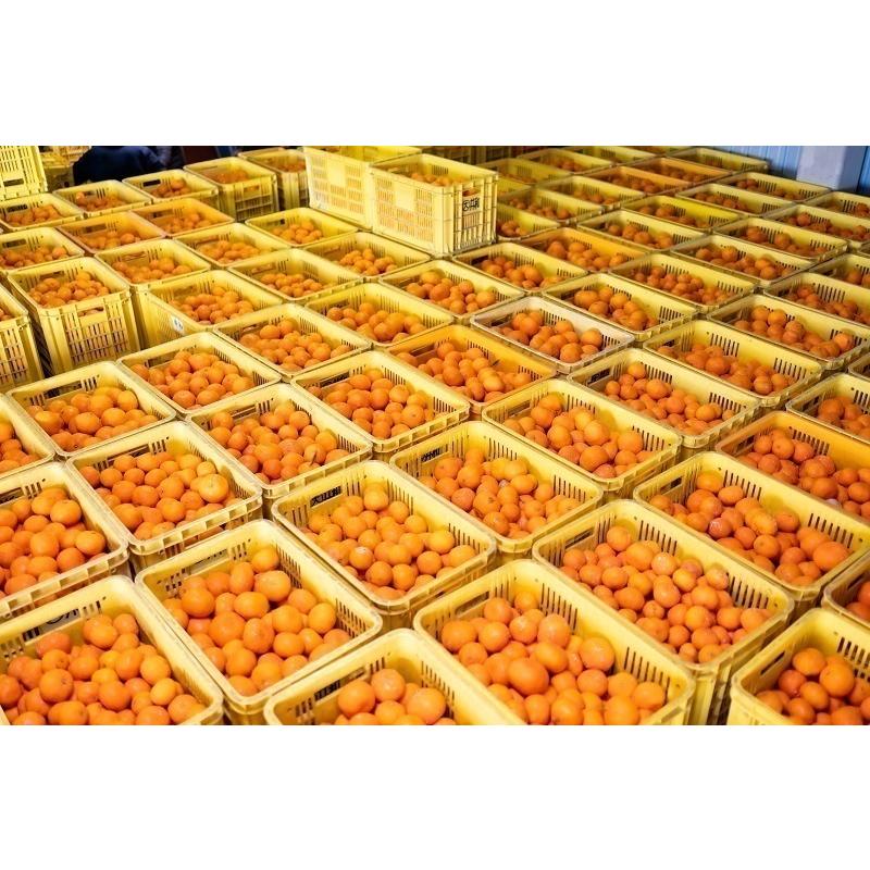 早生みかん 太陽みかん（有田みかん）サイズ：LL（赤秀） 内容量：10kg