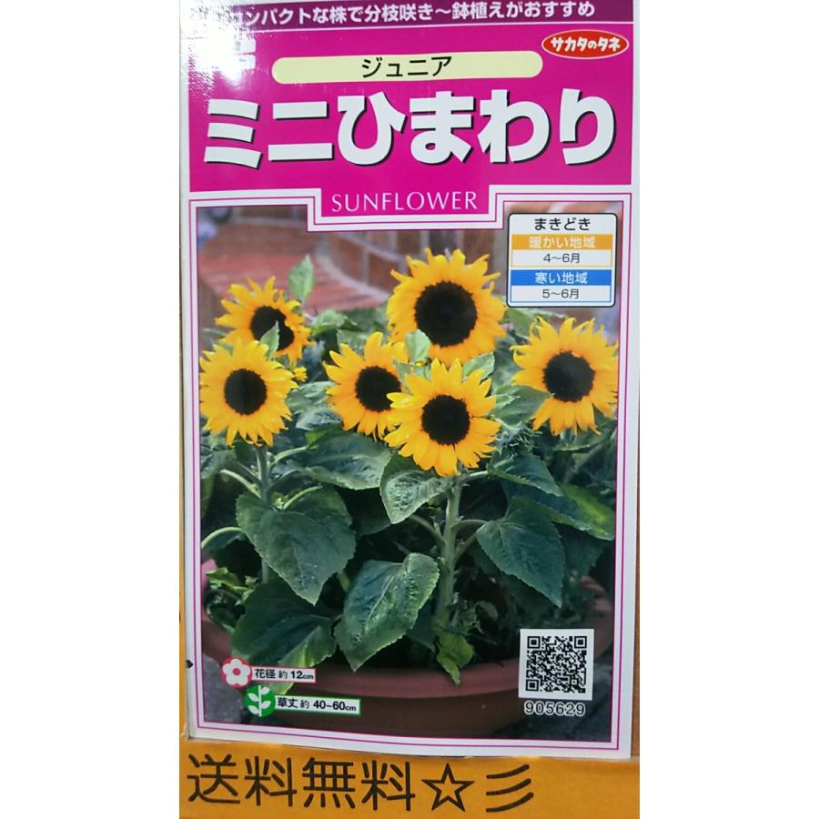 ミニ ひまわり ジュニア 向日葵 種 送料無料 1srminihimawarijyunia きのくに種苗店 通販 Yahoo ショッピング
