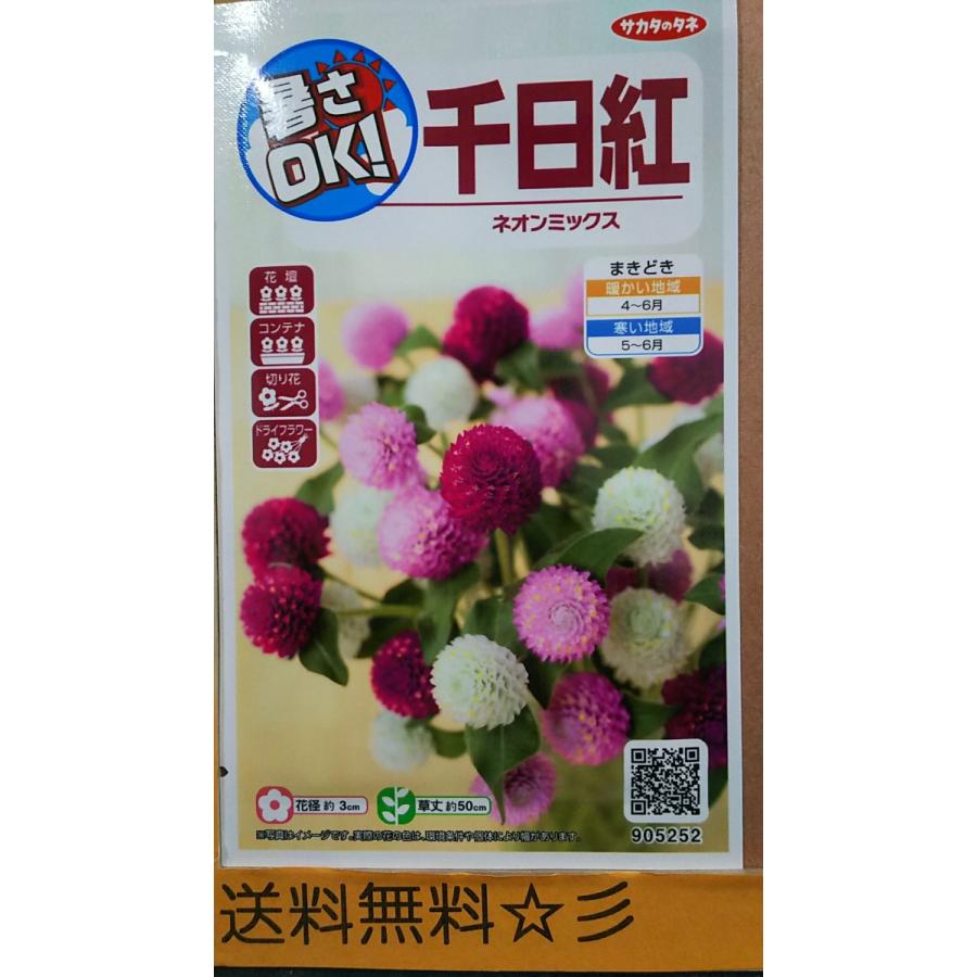 千日紅 ネオン ミックス 種 送料無料 1srsennnitikou きのくに種苗店 通販 Yahoo ショッピング