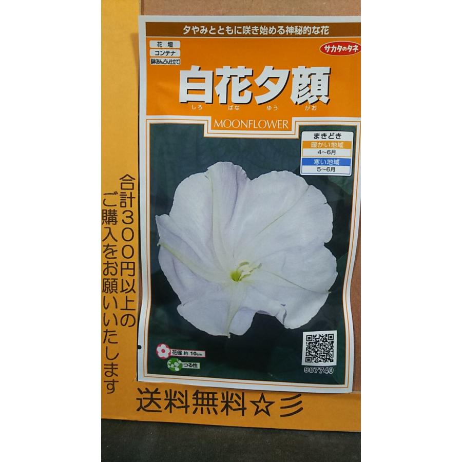白花 夕顔 種 送料無料 1srsirobanayuugao きのくに種苗店 通販 Yahoo ショッピング