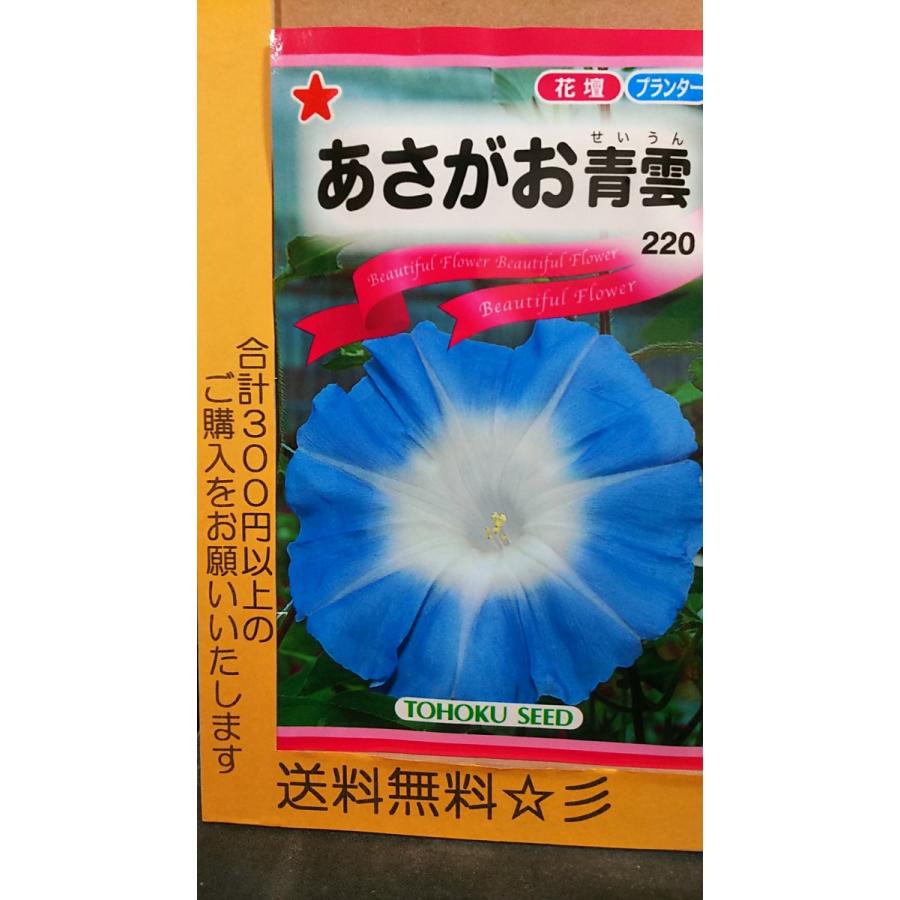 青雲 あさがお 朝顔 種 送料無料 1trasagaoseiun きのくに種苗店 通販 Yahoo ショッピング