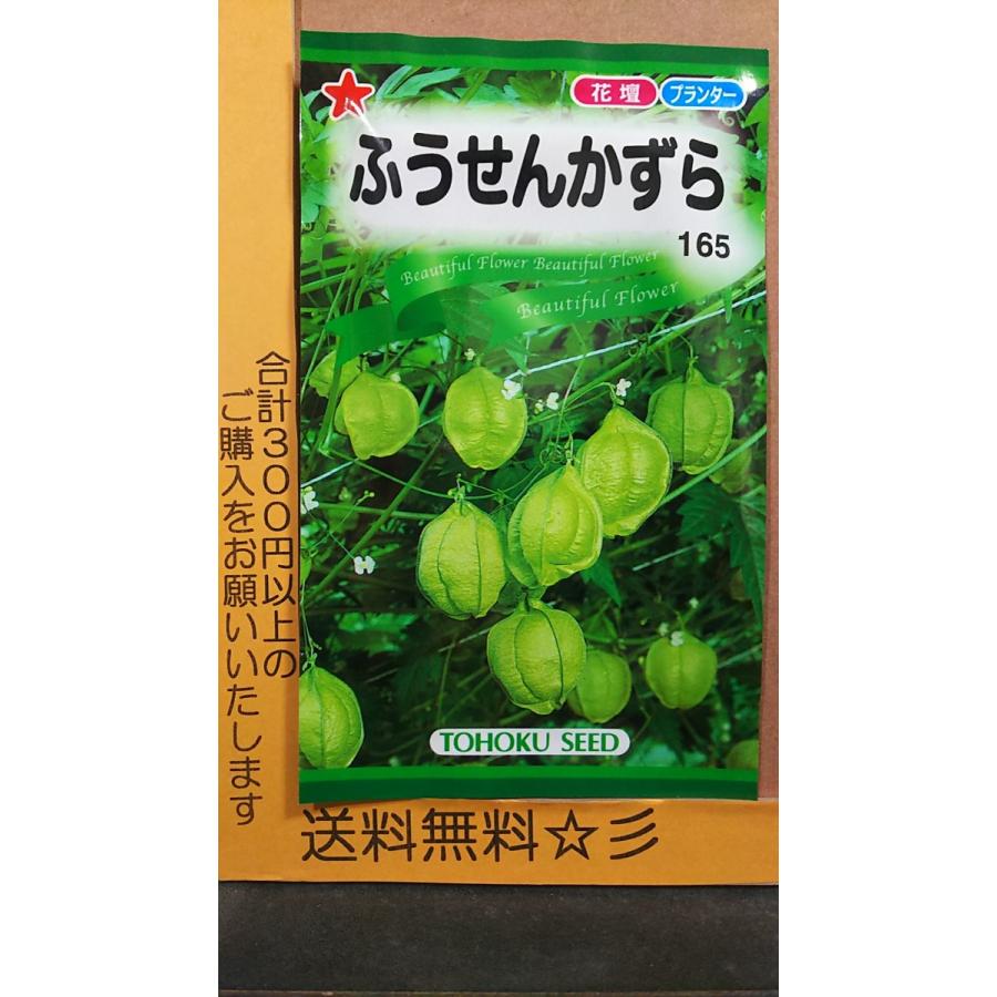 ふうせん かずら 風船 種 送料無料