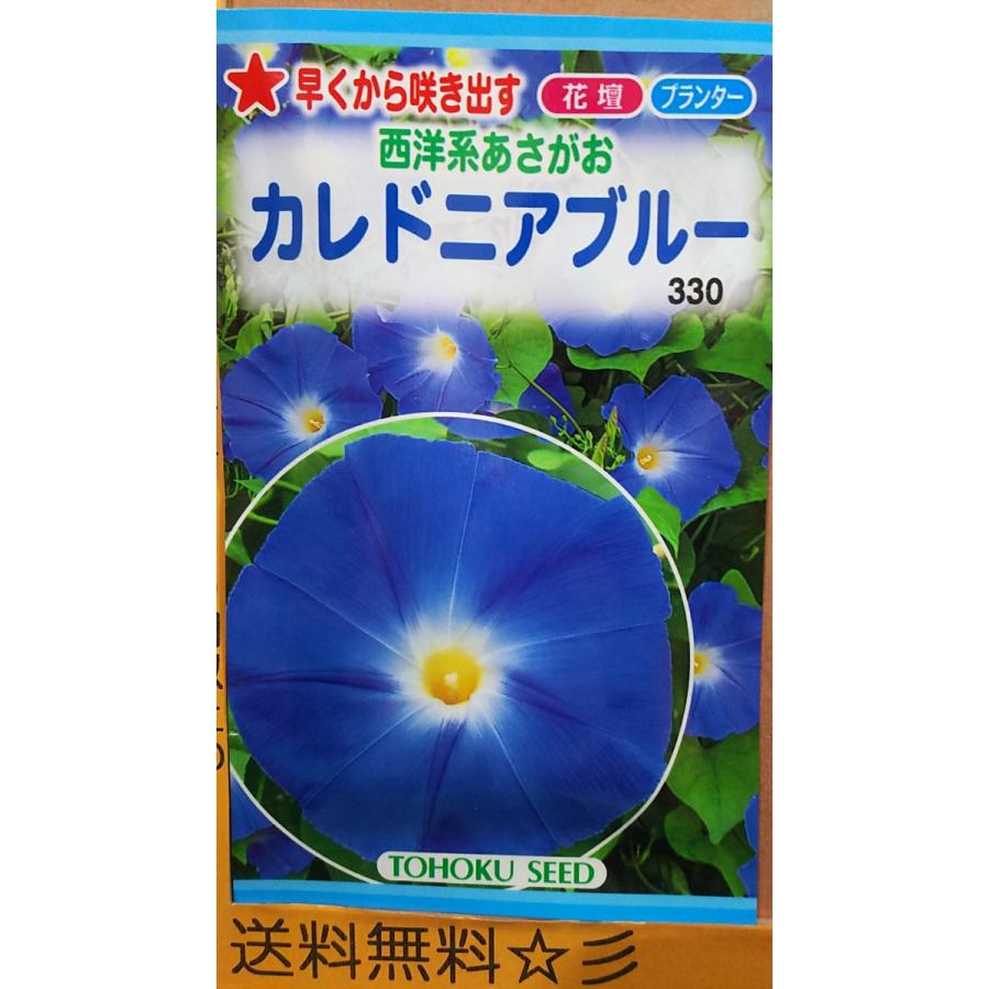 カレドニア ブルー 西洋系 あさがお 朝顔 種 送料無料 Sonicacts Com