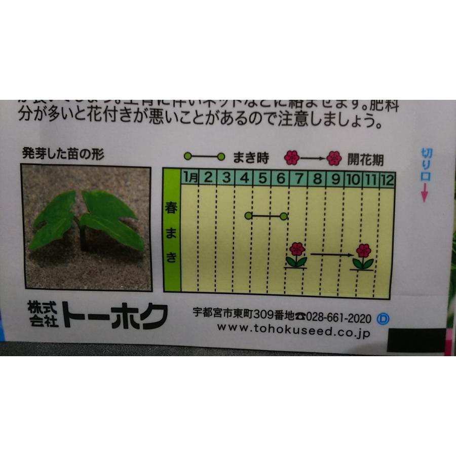 カレドニア ブルー 西洋系 あさがお 朝顔 種 送料無料 1trkaredoniablue きのくに種苗店 通販 Yahoo ショッピング