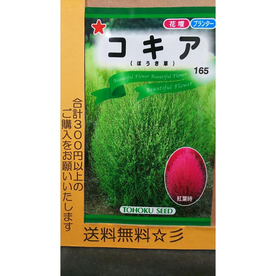 コキア ほうき草 種 送料無料 1trkokia きのくに種苗店 通販 Yahoo ショッピング