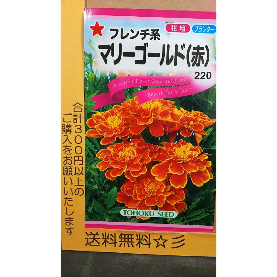 マリーゴールド フレンチ系 赤 種 送料無料 1trmari Gaka きのくに種苗店 通販 Yahoo ショッピング