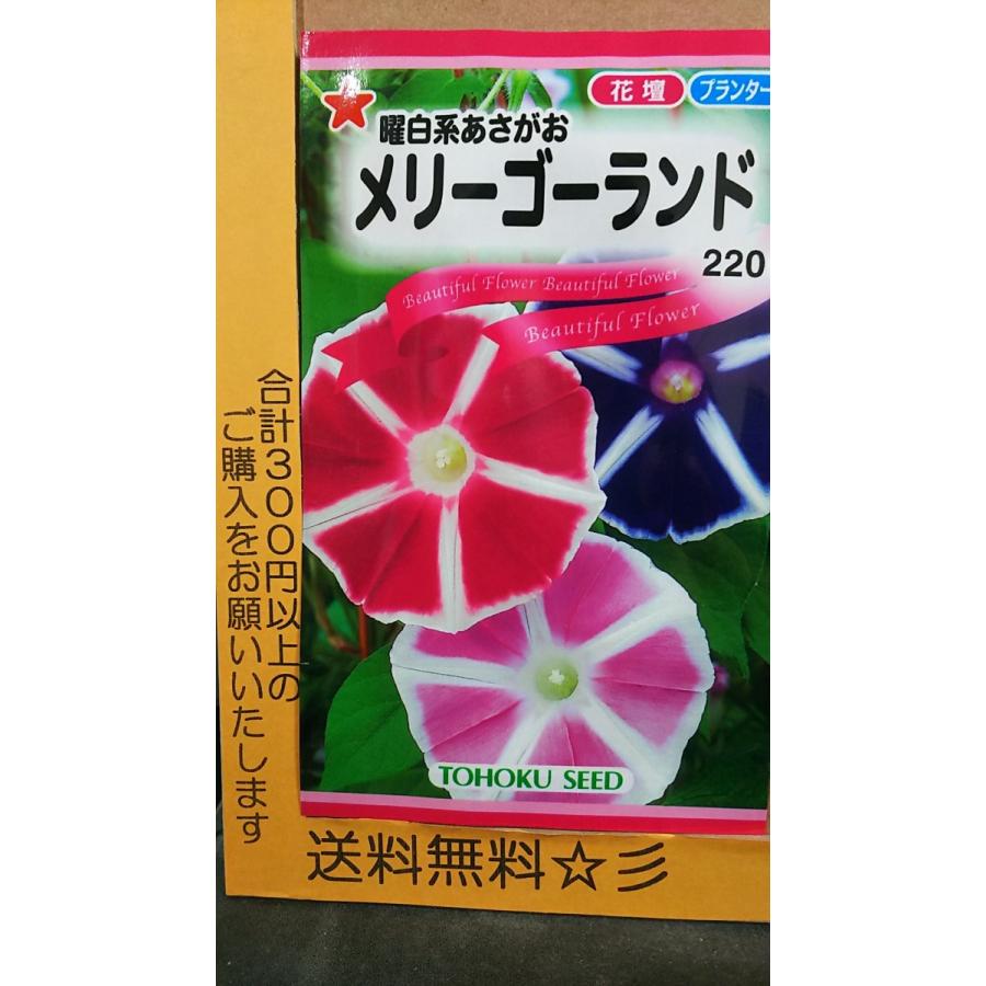 曜白系 メリーゴーランド あさがお 朝顔 種 送料無料 Opel Lviv Ua