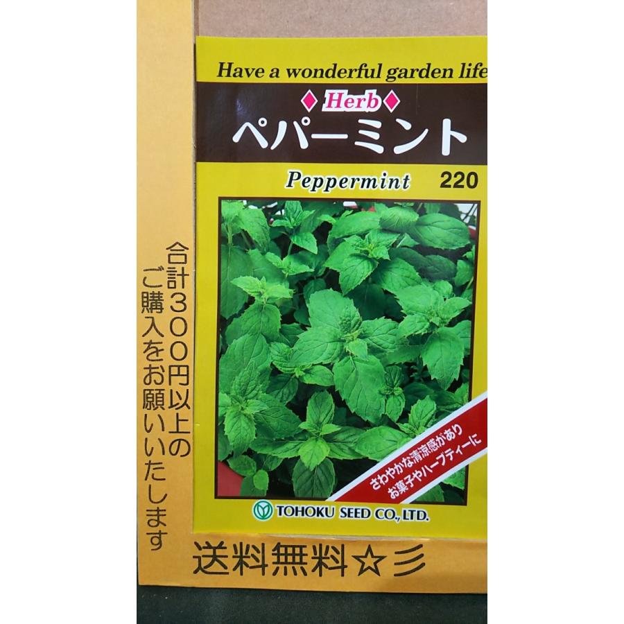 ペパーミント ハーブ 種 送料無料 1trpeppermint きのくに種苗店 通販 Yahoo ショッピング