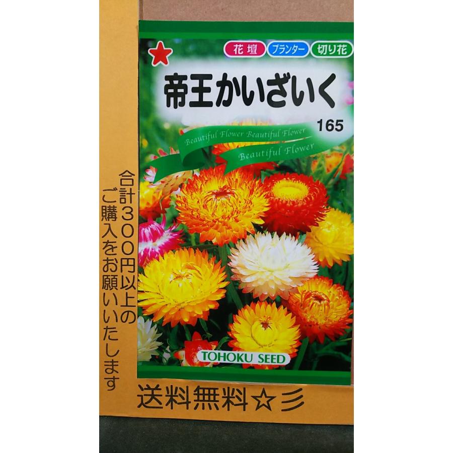 帝王 かいざいく 貝細工 ドライフラワー 種 送料無料 1trteioukaizaiku きのくに種苗店 通販 Yahoo ショッピング