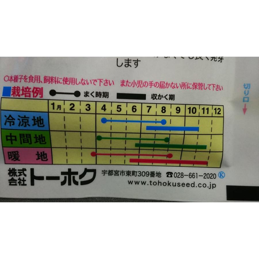 つるあり やわらか ロマノ インゲン 豆 種 送料無料 新作通販