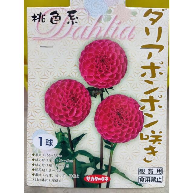 ゆっくり配送 ダリア 桃色系 ポンポン咲き １袋 球根 サカタのタネ 郵便は送料無料（Yahoo!・きのくに種苗店）