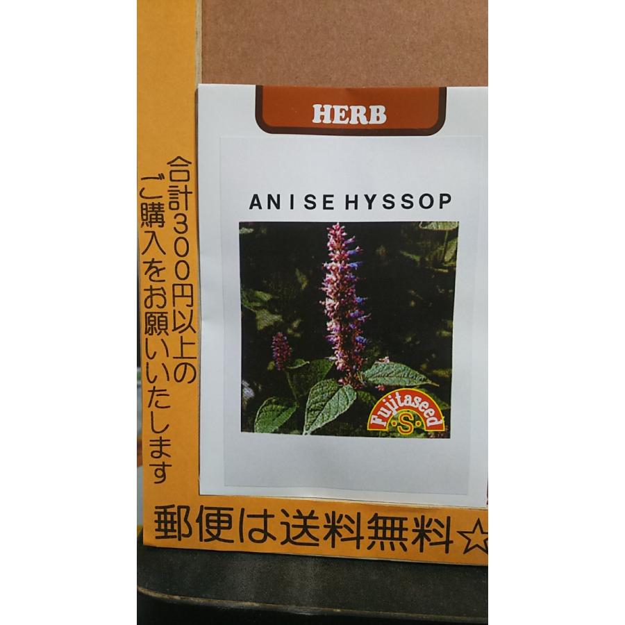 おすすめ アニス ヒソップ ハーブ 種 郵便は送料無料 Maruojigoku Com