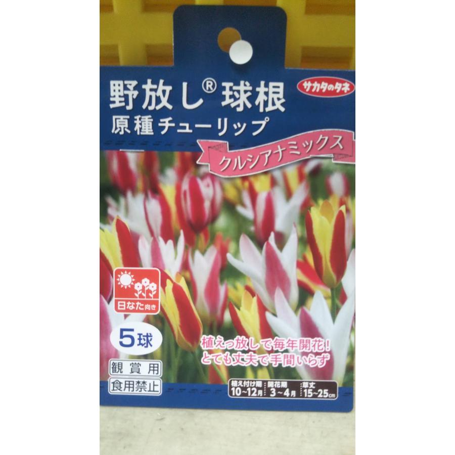 原種 チューリップ クルシアナ ミックス １袋 球根 サカタのタネ チュウリップ