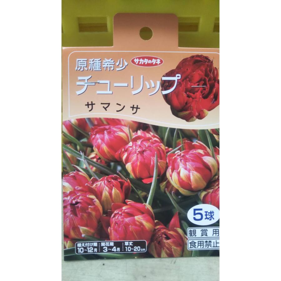 チューリップ 原種 希少 サマンサ １袋 球根 サカタのタネ チュウリップ
