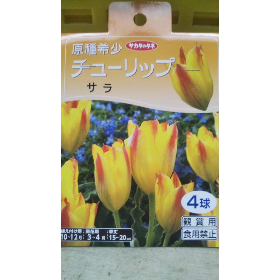 チューリップ 原種 希少 サラ １袋 球根 サカタのタネ チュウリップ