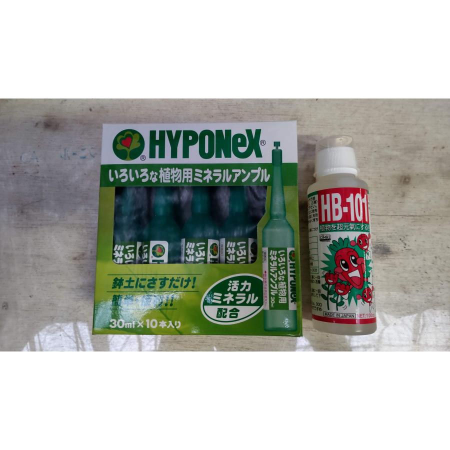 ＨＢ-101 100cc×6本 HB-101 100cc + ハイポネックス アンプル1箱 正規品 フローラ 植物 超