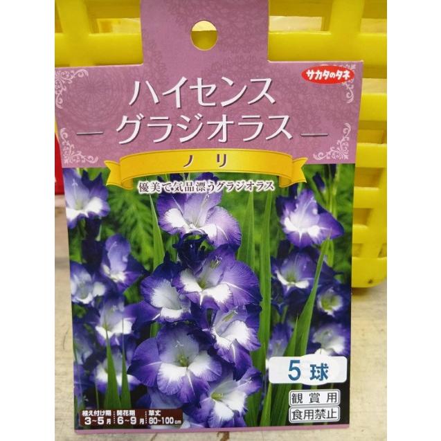 ゆっくり配送 グラジオラス ノリ ハイセンス １袋 球根 サカタのタネ 郵便は送料無料（Yahoo!・きのくに種苗店）