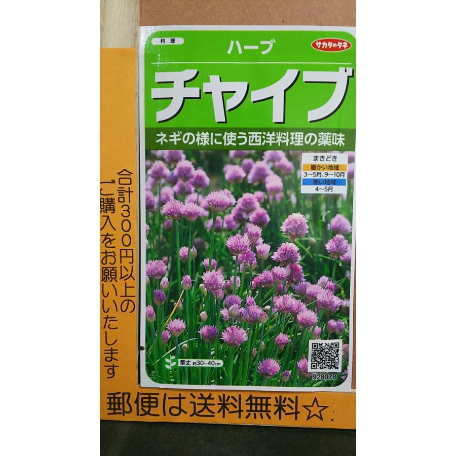 チャイブ エゾネギ ハーブ 種 郵便は送料無料 Belle Ile Nature Org