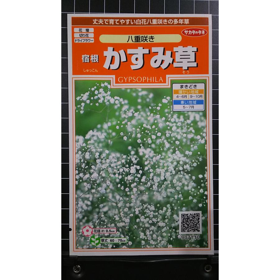 最も完璧な 花の種 宿根 八重咲きかすみ草100粒 タキイ種苗 草花 種子 宿根かすみ草・スノーフレーク