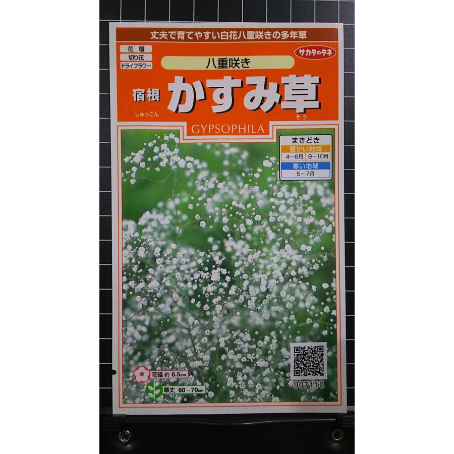 ３袋以上でクーポン割引 宿根 八重咲き かすみ草 カスミソウ 種 郵便は送料無料 Sr236bkasumi きのくに種苗店 通販 Yahoo ショッピング