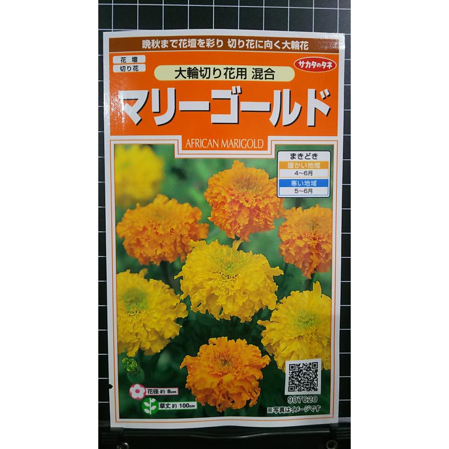 ３袋以上でクーポン割引 マリーゴールド 大輪 切り花 まんじゅぎく 万寿菊 種 郵便は送料無料 Sr236cmarikiribana きのくに種苗店 通販 Yahoo ショッピング