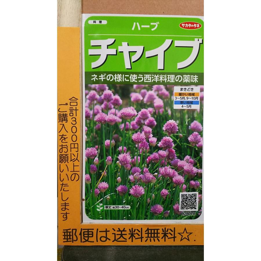 チャイブ 最安値に挑戦 エゾネギ ハーブ 郵便は送料無料 種