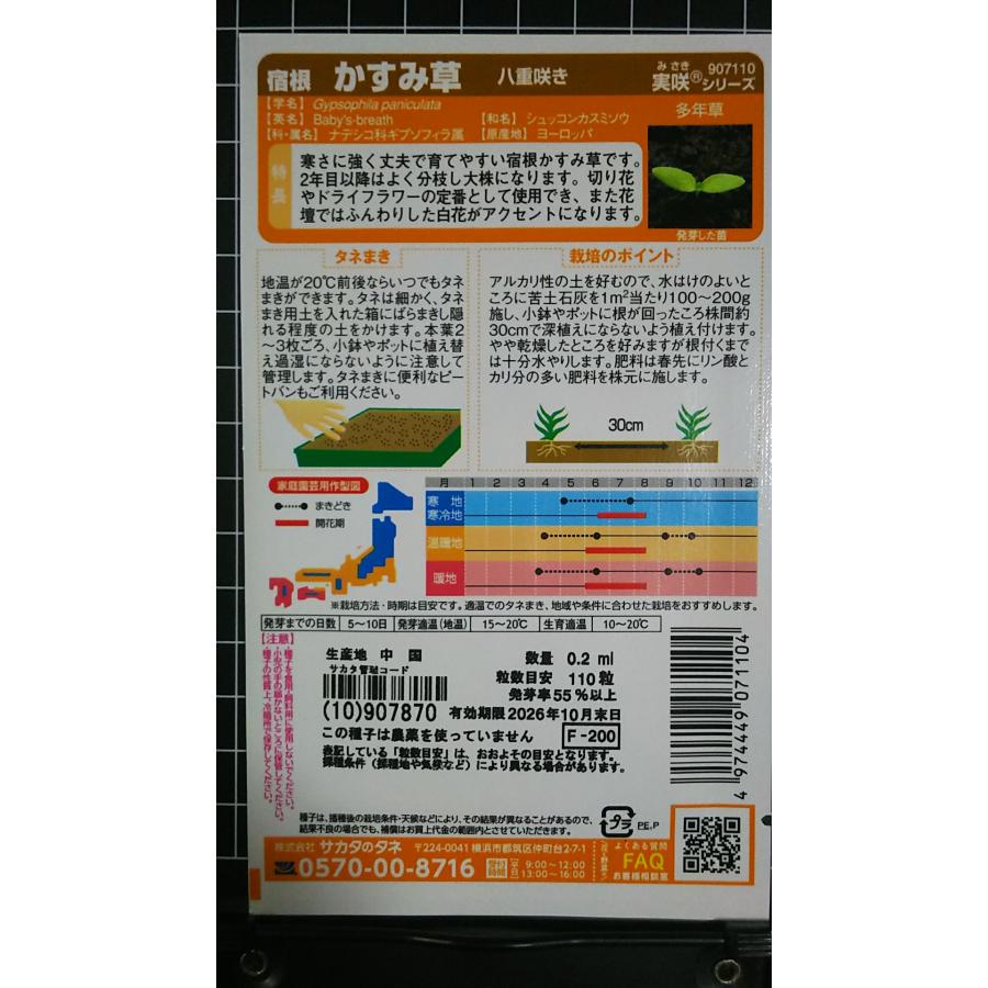 3袋以上でクーポン割引 宿根 八重咲き かすみ草 カスミソウ 種 郵便は