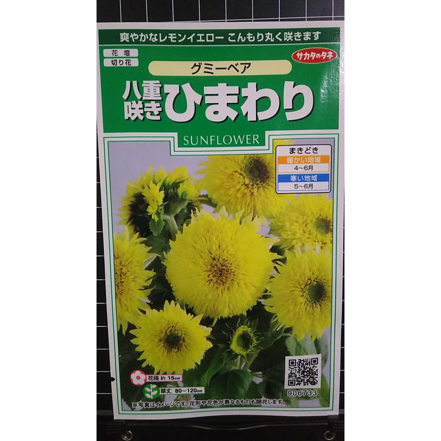 3袋以上でクーポン割引 八重咲き ひまわり グミーベア 種 郵便は送料