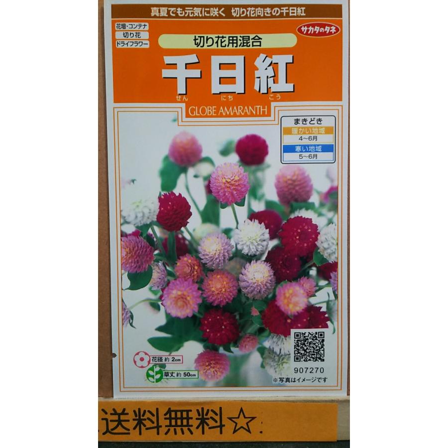 千日紅 切り花用 混合 種 郵便は送料無料 花 ガーデニング