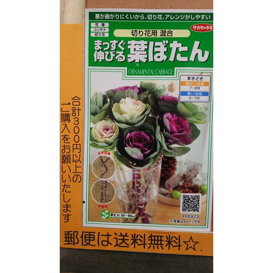 まっすぐ 伸びる 葉ぼたん 切り花用 ミックス ハボタン 葉牡丹 種 郵便は送料無料 Sr8bmassuguhabotan きのくに種苗店 通販 Yahoo ショッピング