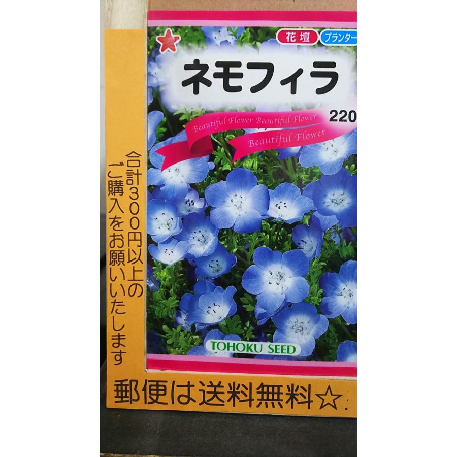 全国一律送料無料 ネモフィラ 種 郵便は送料無料