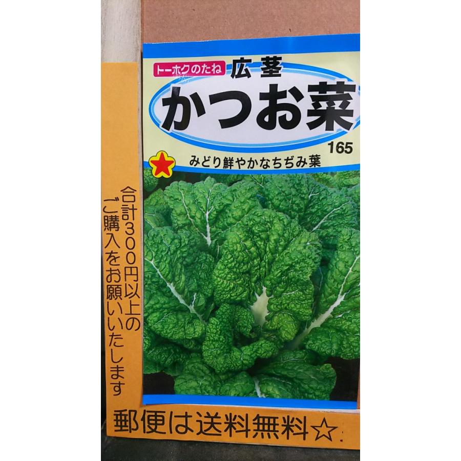 セール かつお菜 広茎 ちぢみ葉 種 郵便は送料無料